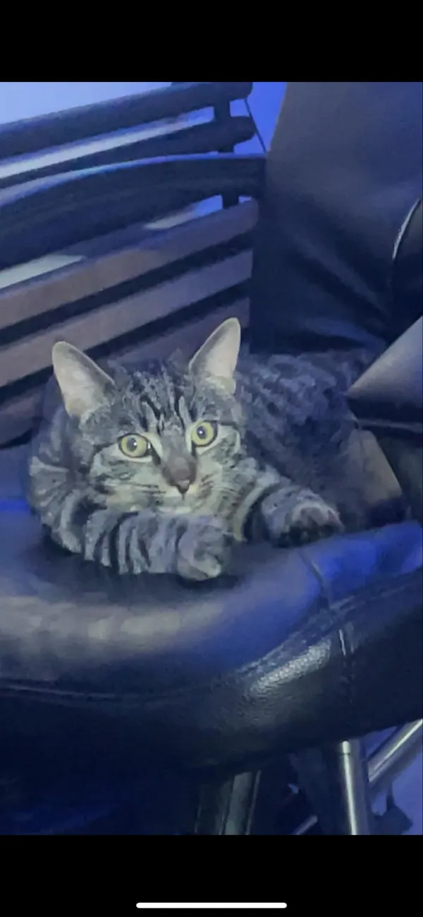 Zaginął kot, Bytonia, 18 kwietnia 2025 (1/2)