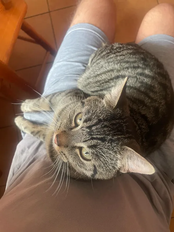 Zaginął kot, Bytonia, 18 kwietnia 2025 (2/2)