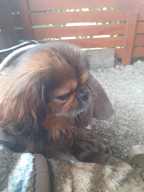 Zaginął pies, Kłobuck, 18 kwietnia 2025 (1/2)