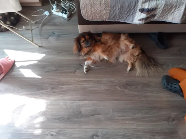 Zaginął pies, Kłobuck, 18 kwietnia 2025 (2/2)