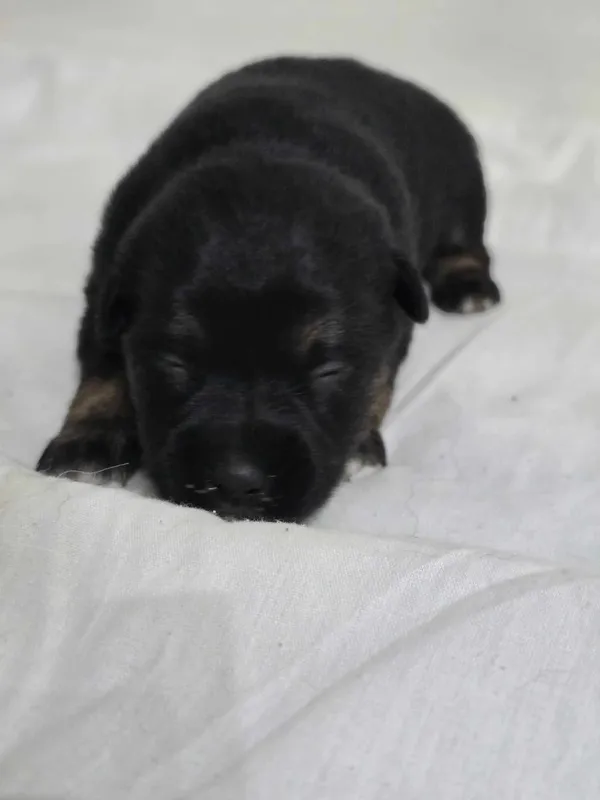 Znaleziono psa, Czartki, 18 kwietnia 2025