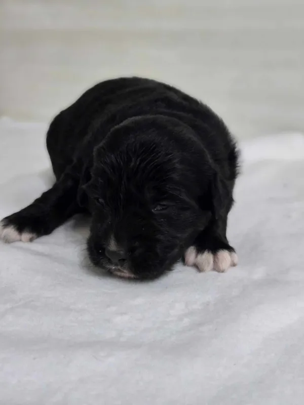 Znaleziono psa, Czartki, 18 kwietnia 2025