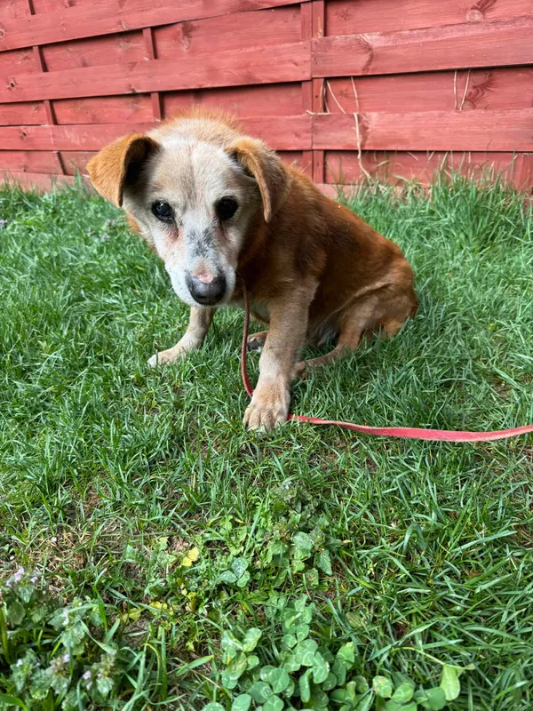 Znaleziono psa, Czartki, 18 kwietnia 2025