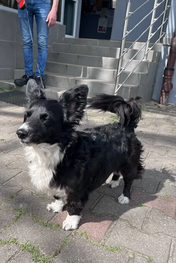 Pies do adopcji, Włocławek, 18 kwietnia 2025 (3/4)