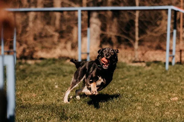 Pies do adopcji, Czartki, 18 kwietnia 2025 (1/5)