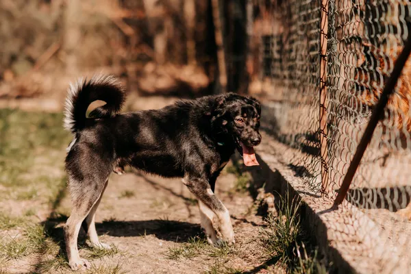 Pies do adopcji, Czartki, 18 kwietnia 2025 (2/5)