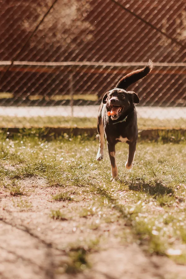 Pies do adopcji, Czartki, 18 kwietnia 2025 (3/5)