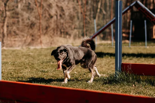 Pies do adopcji, Czartki, 18 kwietnia 2025 (5/5)