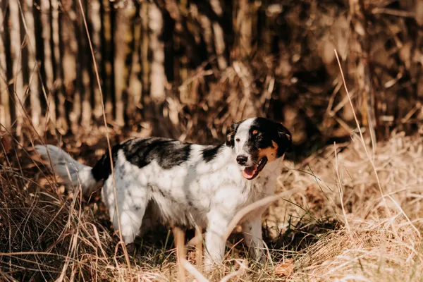 Pies do adopcji, Czartki, 18 kwietnia 2025 (2/5)