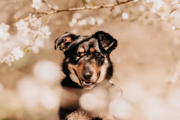 Pies do adopcji, Czartki, 18 kwietnia 2025 (4/5)