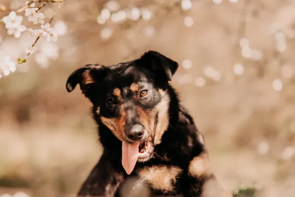 Pies do adopcji, Czartki, 18 kwietnia 2025 (5/5)