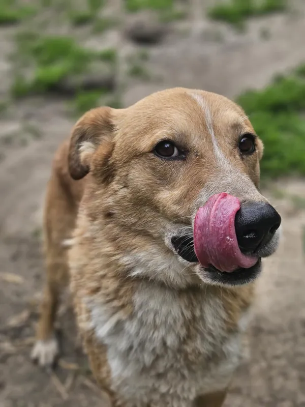 Pies do adopcji, Zgierz, 18 kwietnia 2025 (1/5)