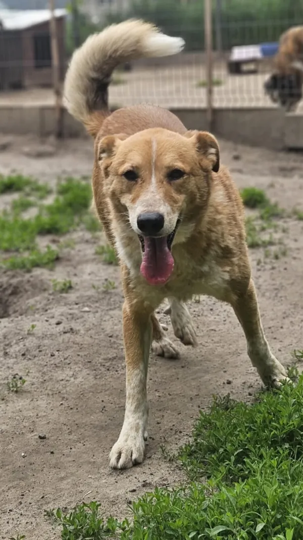 Pies do adopcji, Zgierz, 18 kwietnia 2025 (4/5)