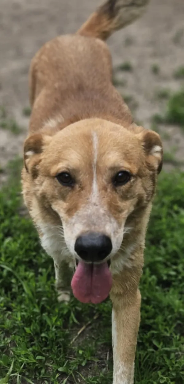 Pies do adopcji, Zgierz, 18 kwietnia 2025 (3/5)