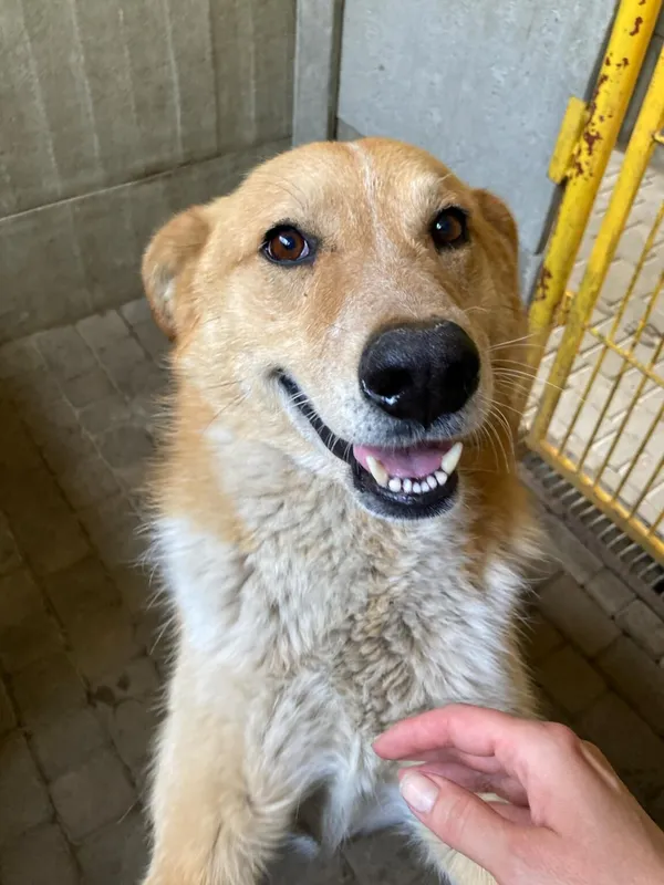 Pies do adopcji, Zgierz, 18 kwietnia 2025 (5/5)