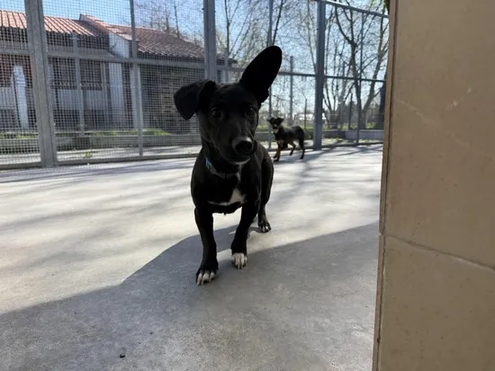 Pies do adopcji, Kraków, 4 kwietnia 2025