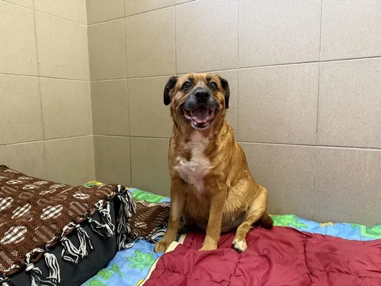 Pies do adopcji, Kraków, 4 kwietnia 2025