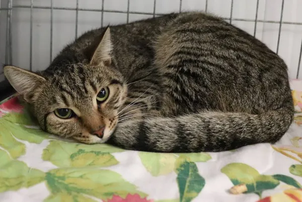 Znaleziono kota, Łódź, 18 kwietnia 2025 (1/2)