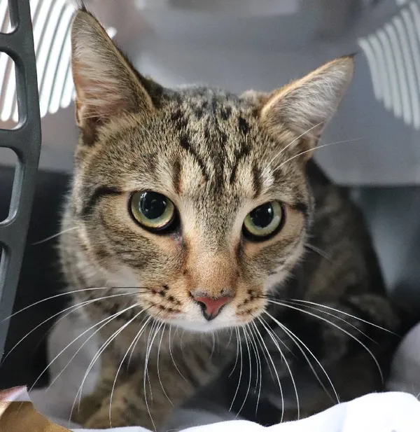 Znaleziono kota, Łódź, 18 kwietnia 2025 (2/2)