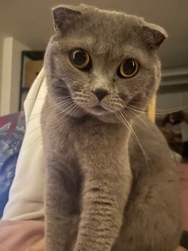 Zaginął kot, Katowice, Śródmieście, 19 kwietnia 2025 (1/3)