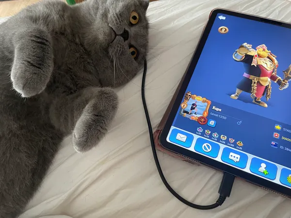 Zaginął kot, Katowice, Śródmieście, 19 kwietnia 2025 (2/3)