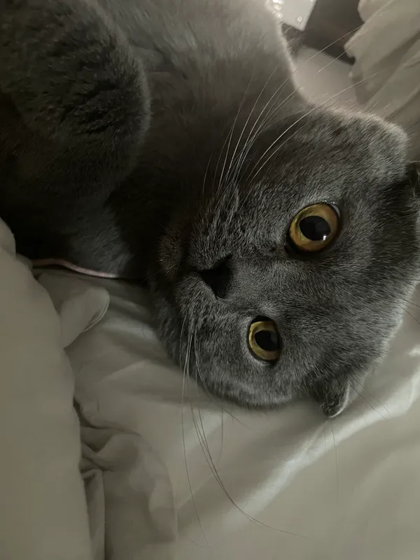 Zaginął kot, Katowice, Śródmieście, 19 kwietnia 2025 (3/3)