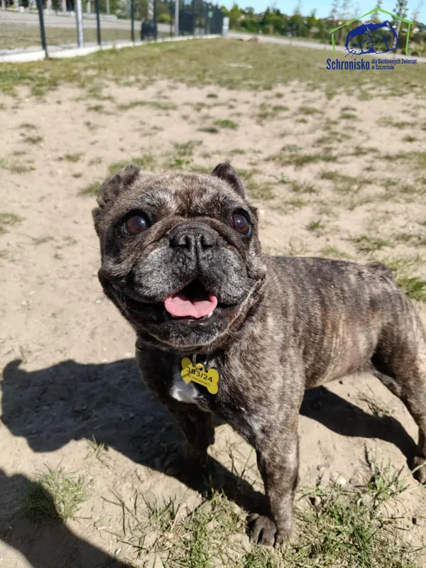 Pies do adopcji, Szczecin, 12 października 2024 (1/5)