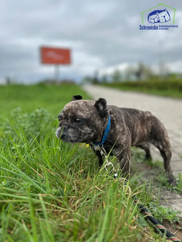 Pies do adopcji, Szczecin, 12 października 2024 (2/5)