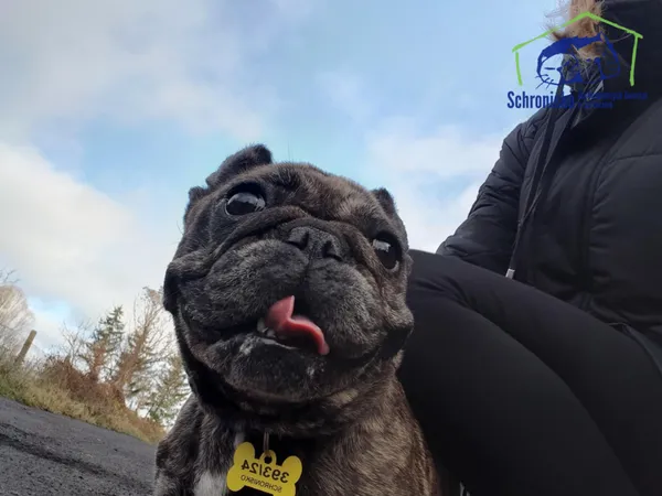 Pies do adopcji, Szczecin, 12 października 2024 (3/5)