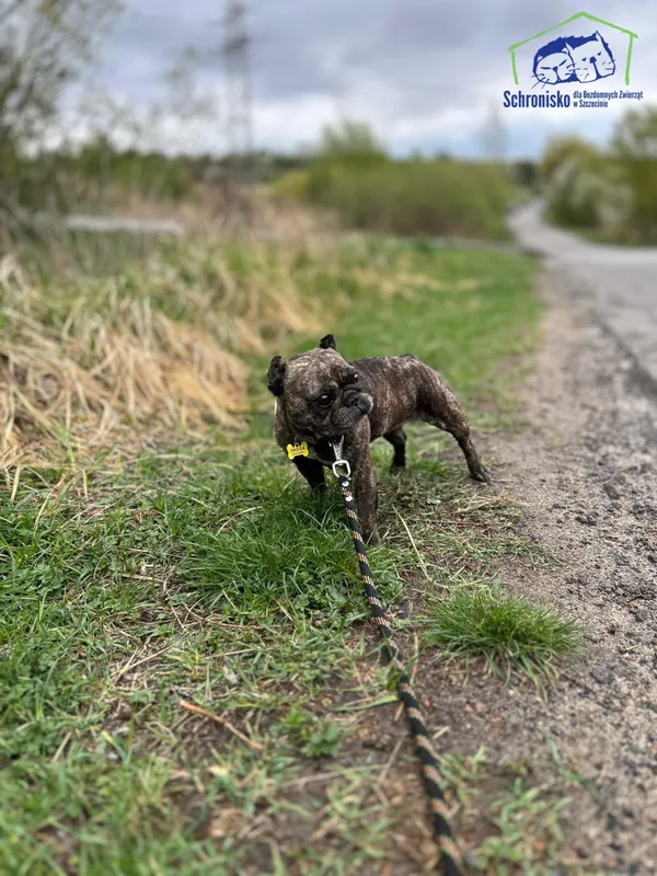 Pies do adopcji, Szczecin, 12 października 2024 (4/5)