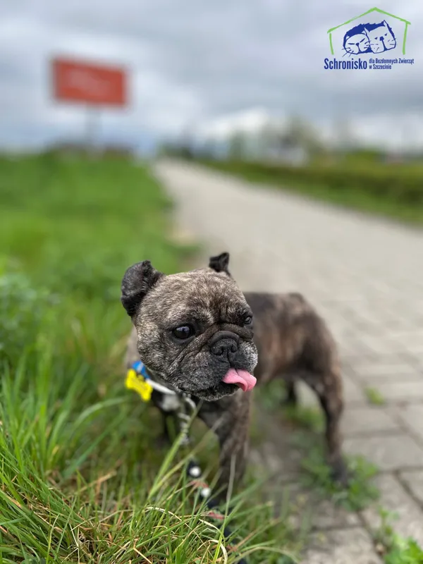 Pies do adopcji, Szczecin, 12 października 2024 (5/5)