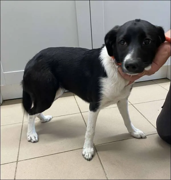 Znaleziono psa, Grudziądz, 19 kwietnia 2025