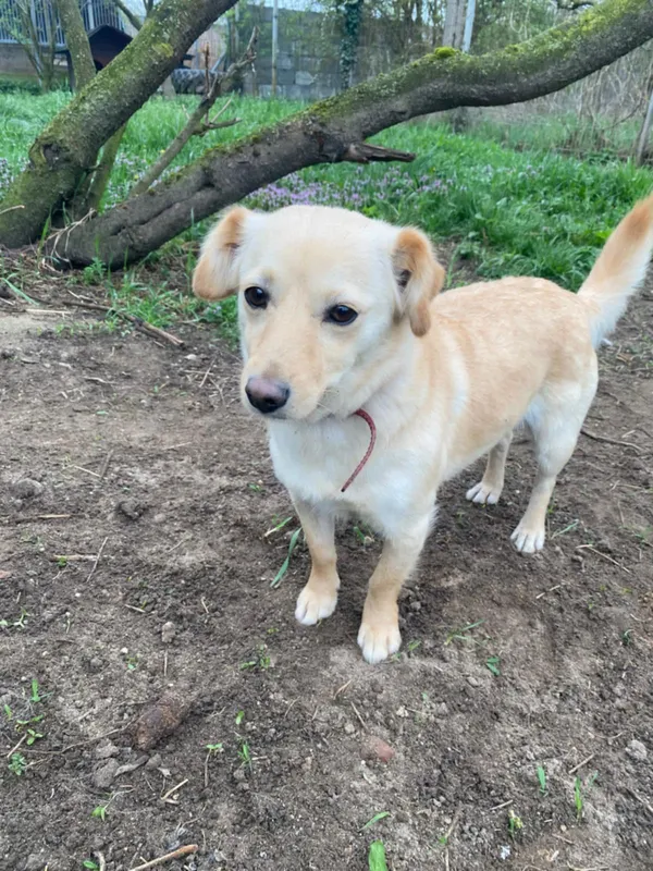 Pies do adopcji, Dłużyna Górna, 19 kwietnia 2025 (2/5)