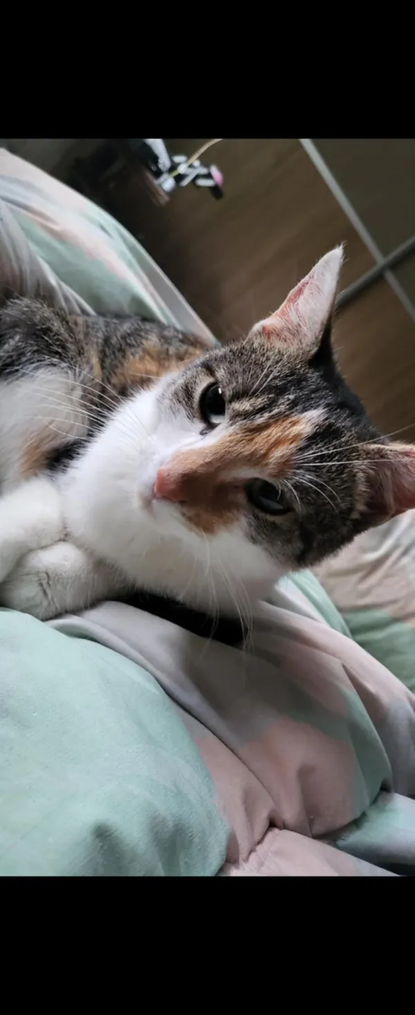 Zaginął kot, Łódź, 19 kwietnia 2025