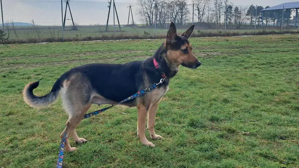 Znaleziono psa, Tatary, 10 grudnia 2024 (1/2)