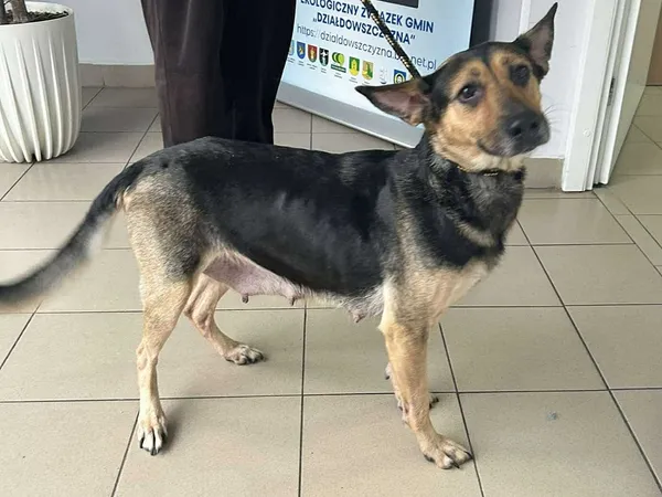 Znaleziono psa, Tatary, 10 grudnia 2024 (2/2)