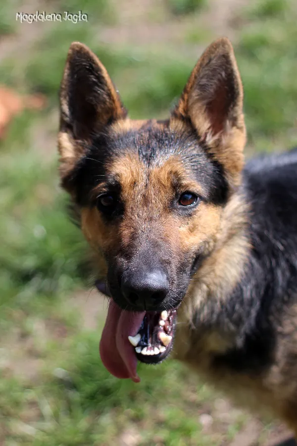 Pies do adopcji, Bydgoszcz, 19 kwietnia 2025 (1/5)