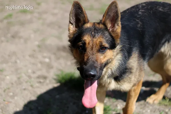 Pies do adopcji, Bydgoszcz, 19 kwietnia 2025 (2/5)