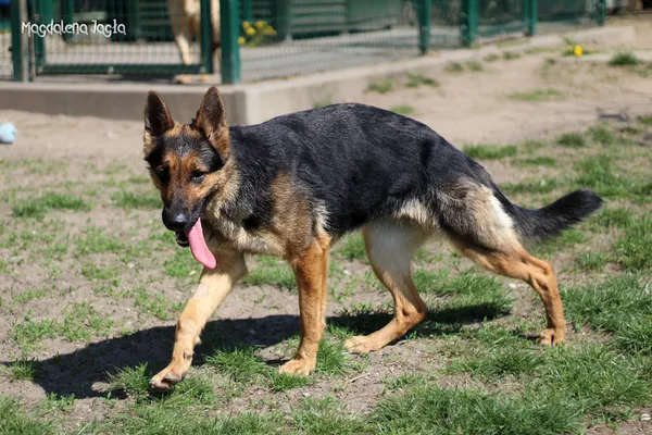 Pies do adopcji, Bydgoszcz, 19 kwietnia 2025 (3/5)