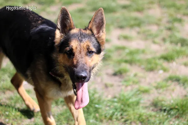 Pies do adopcji, Bydgoszcz, 19 kwietnia 2025 (4/5)