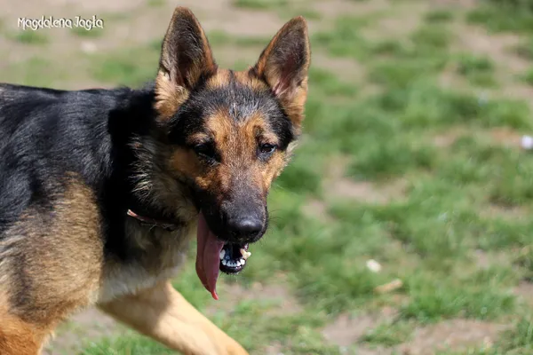 Pies do adopcji, Bydgoszcz, 19 kwietnia 2025 (5/5)