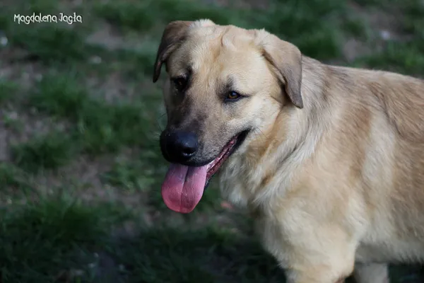 Pies do adopcji, Bydgoszcz, 19 kwietnia 2025 (1/5)