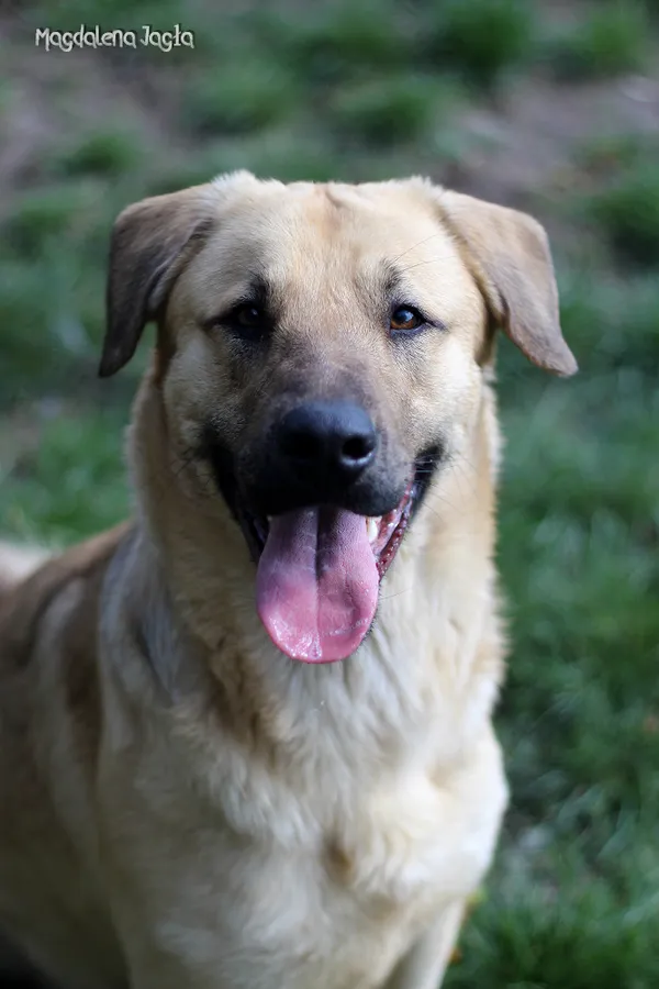 Pies do adopcji, Bydgoszcz, 19 kwietnia 2025 (3/5)