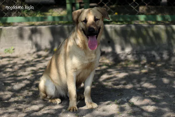 Pies do adopcji, Bydgoszcz, 19 kwietnia 2025 (4/5)