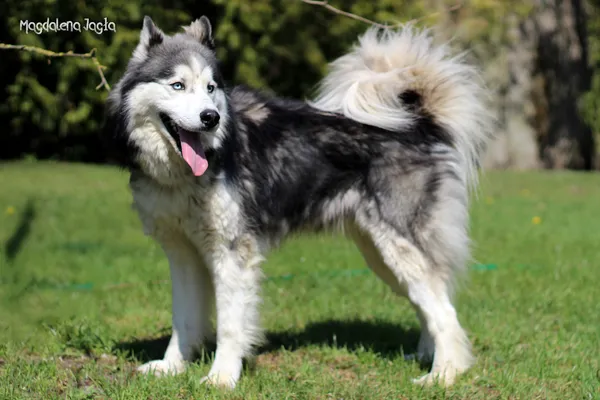 Pies do adopcji, Bydgoszcz, 22 kwietnia 2025 (2/5)