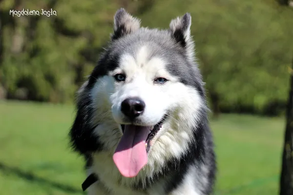 Pies do adopcji, Bydgoszcz, 22 kwietnia 2025 (4/5)