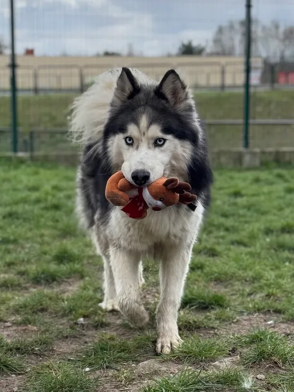 Pies do adopcji, Bydgoszcz, 22 kwietnia 2025 (5/5)