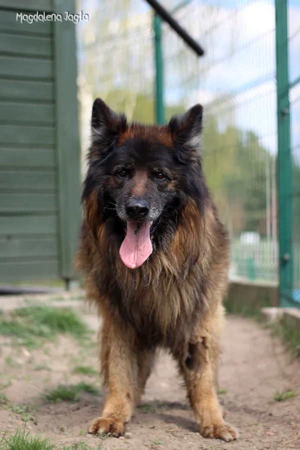 Pies do adopcji, Bydgoszcz, 2 maja 2025 (1/5)