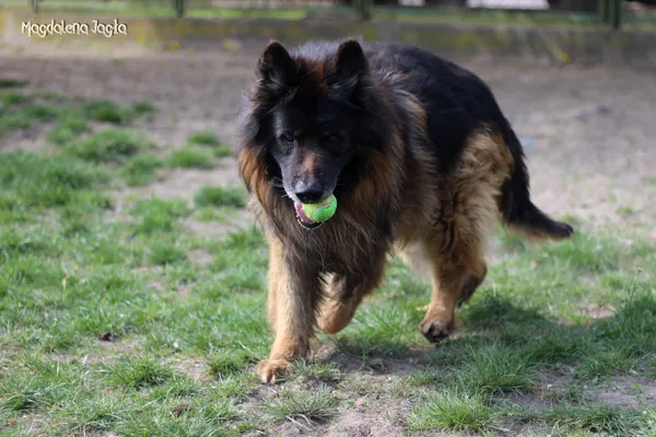 Pies do adopcji, Bydgoszcz, 2 maja 2025 (2/5)