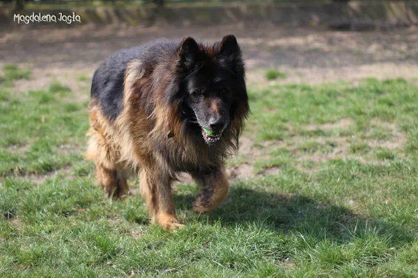 Pies do adopcji, Bydgoszcz, 2 maja 2025 (3/5)